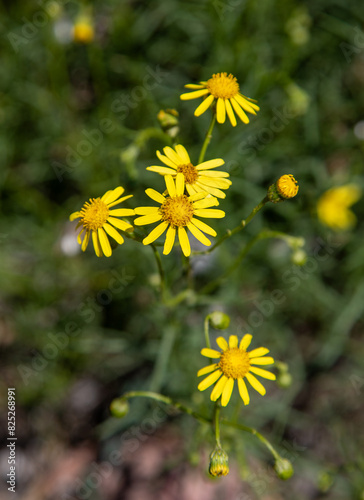 Macrophotographie de fleur sauvage - Séneçon de Mazamet - Senecio inaequidens photo