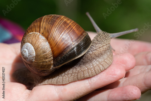 A beautiful snail on a child's hand