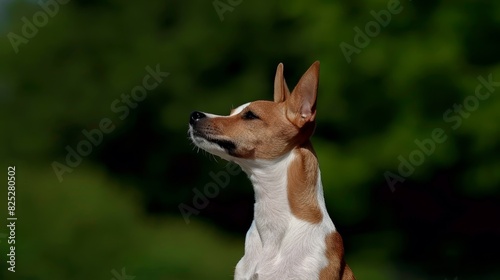  A small  brown-and-white dog stands atop a grassy field  bordering a lush green forest teeming with numerous leafy green trees under a sunny sky