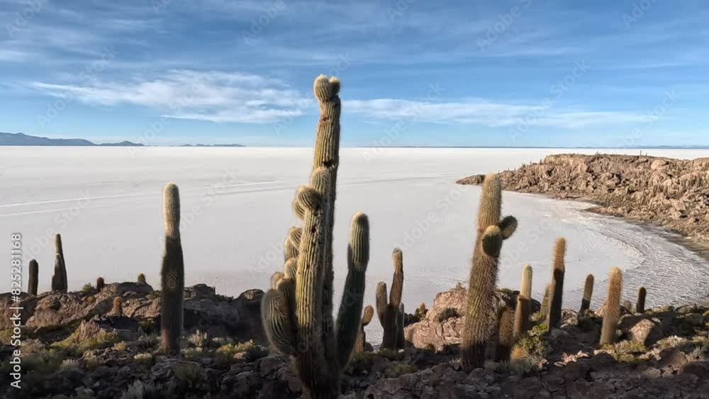 Pan right to left across prickly cactuses gathered above salt flats Pan right to left across prickly cactuses gathered above salt flats