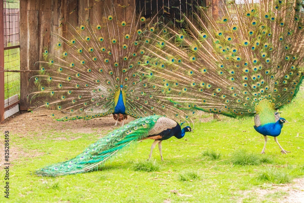 Obraz premium Beautiful Indian peacock on the lawn 