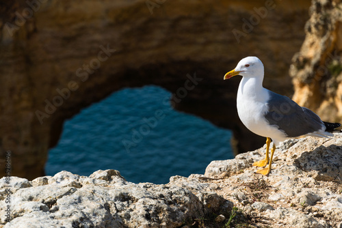 Seagull on the Algarve coast. Praia da Marinha beach. Yellow-legged gull (Larus michahellis).