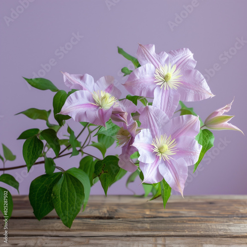 close up of three lilac clematis florida taiga on violet background
