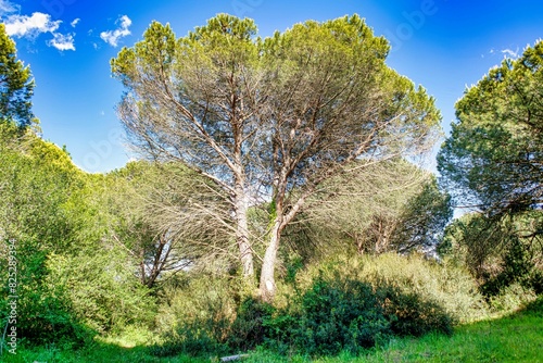 Particular twin tree inside the natural park called tombolo di Bibbona Livorno Tuscany Italy