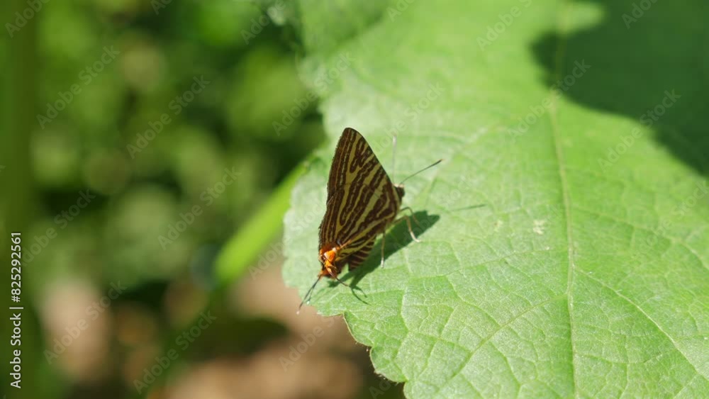Close-up of small butterfly with distinctive brown and orange stripes resting on large, vibrant green leaf in sunlit garden setting. Captures beauty of nature and intricate details of insects Close-up of small butterfly with distinctive brown and orange stripes resting on large, vibrant green leaf in sunlit garden setting. Captures beauty of nature and intricate details of insects