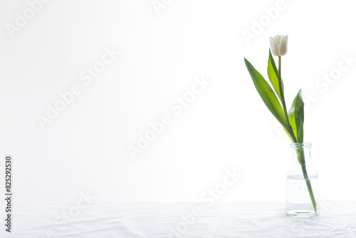 Banner of spring white colored tulip in the bottle isolated on white background. National flower of the Netherlands, Turkey and Hungary with copyspase photo