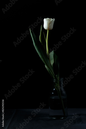 Studio shot of spring white colored tulip in the bottle isolated on black background. National flower of the Netherlands, Turkey and Hungary