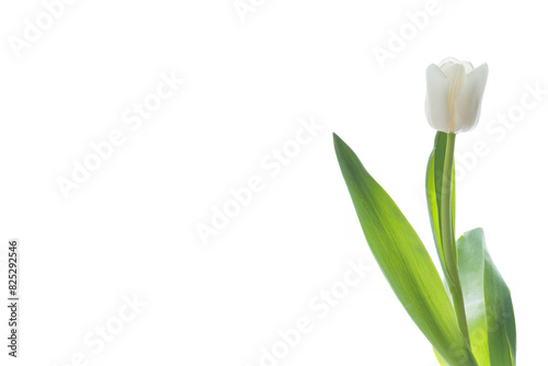 Banner of spring white colored tulip isolated on white background. National flower of the Netherlands, Turkey and Hungary
