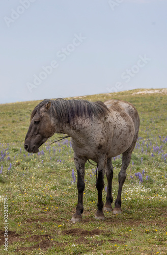 Wild Horse in the Pryor Mountains Montana in Summer © natureguy