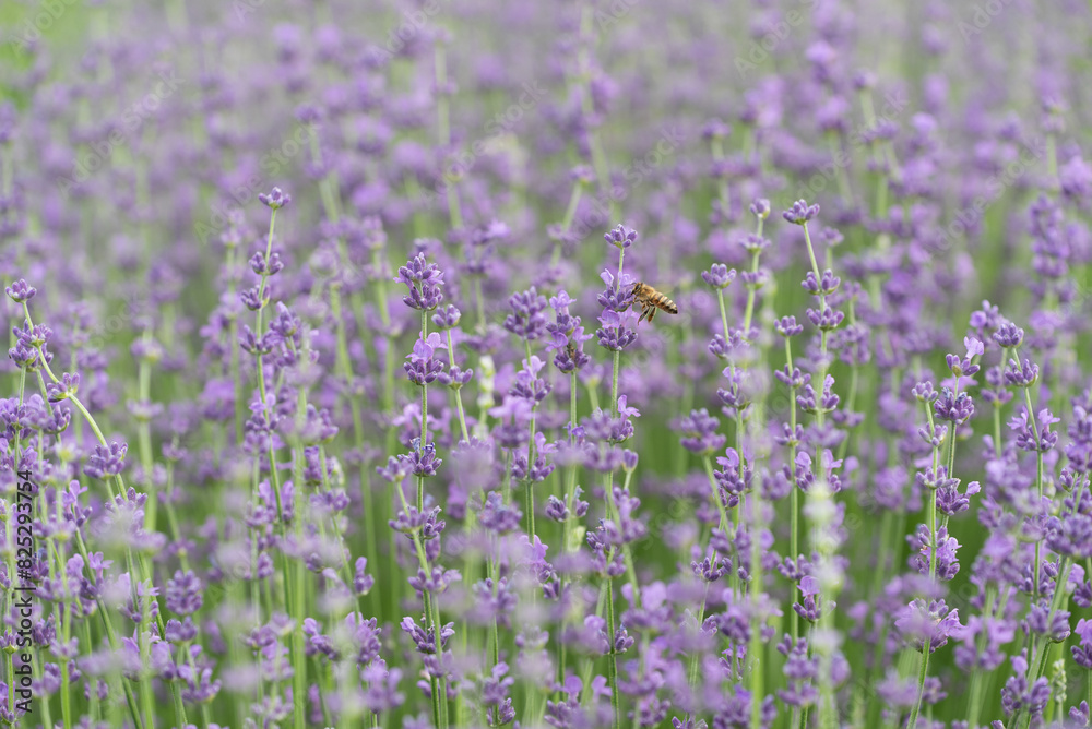 Naklejka premium Blooming Lavender
