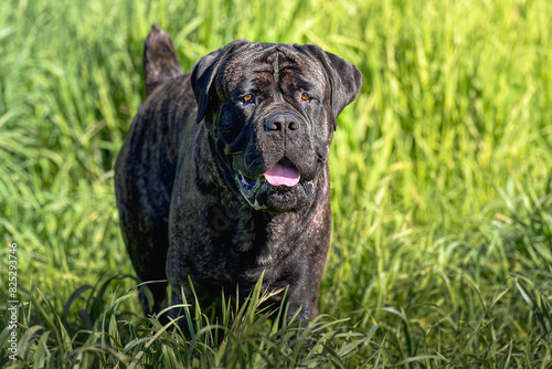 2023-12-31 A LARGE BRINDLE COLORED CANE CORSO STANDING IN TALL GRASS WITH NICE EYES AT THE OFF LEASH DOG AREA AT MARYMOOR PARK IN REDMOND WASHINGTON