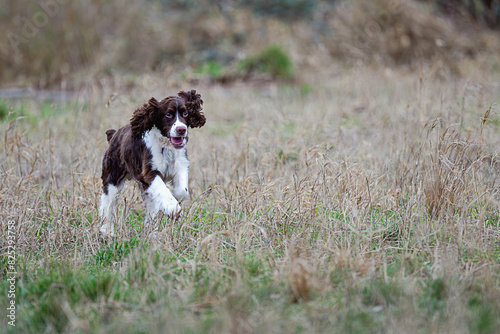 2023-12-31 A TWO TONED SPRINGER SPANIEL RUNNING THROUGH A GRASS FIELD WITH EARS FLAPPING AND PAWS OFF THE GROUND AT THE OFF LEASH DOG PARK AT MARYMOOR IN REDMOND