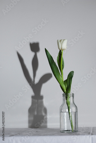 Spring white colored tulip with shadow in the bottle isolated on white background