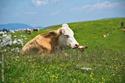 A brown cow lying and on the grass with her eyes closed, on the Velika Planina plateau