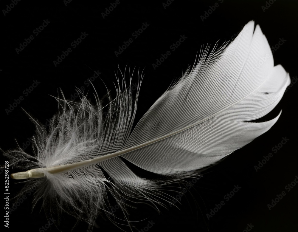 Obraz premium White color soft feathers background