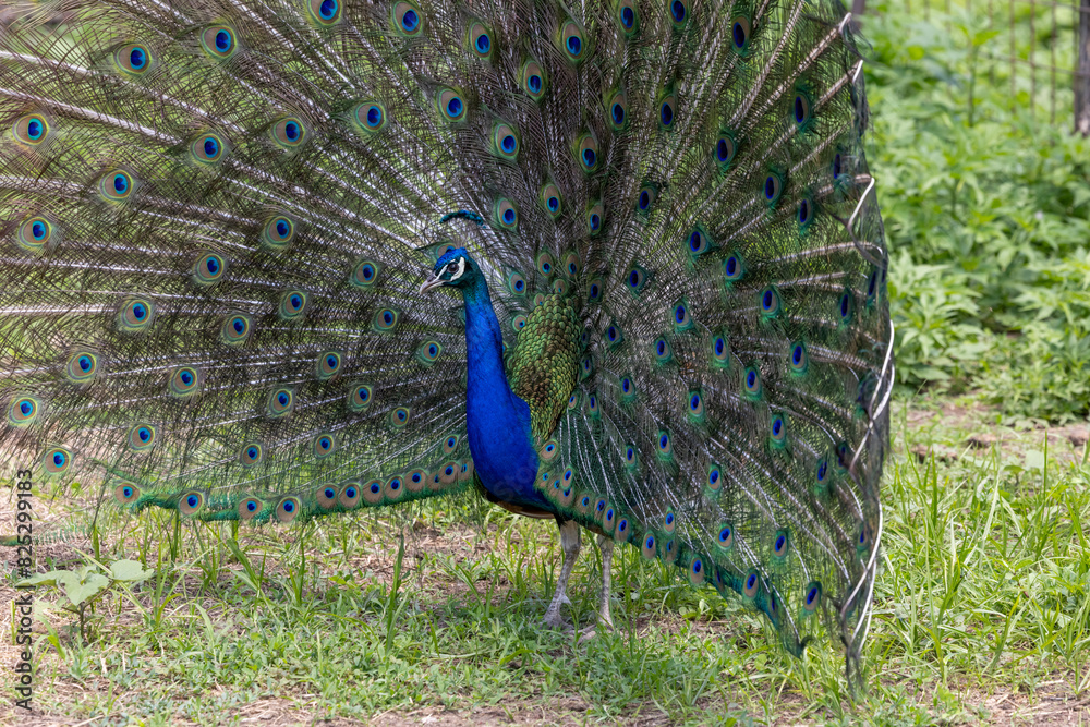 Obraz premium peacock with feathers out