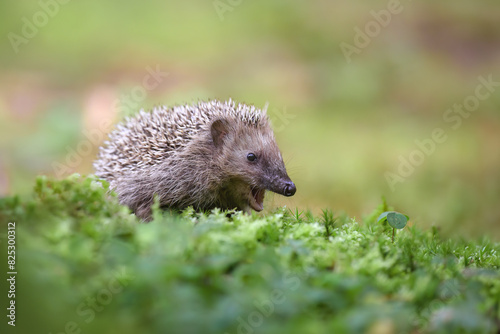 A hedgehog crawls for food and yawns.