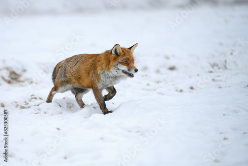 A fox runs by the forest and hunts.