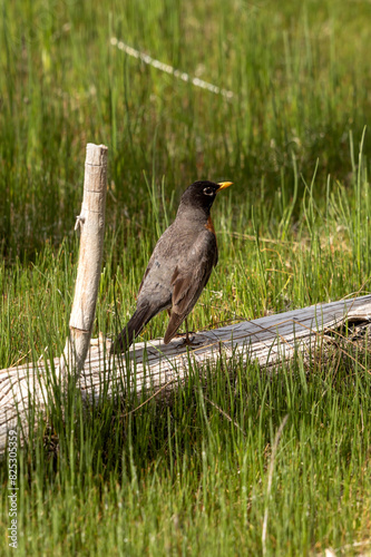 Bird on branch photo