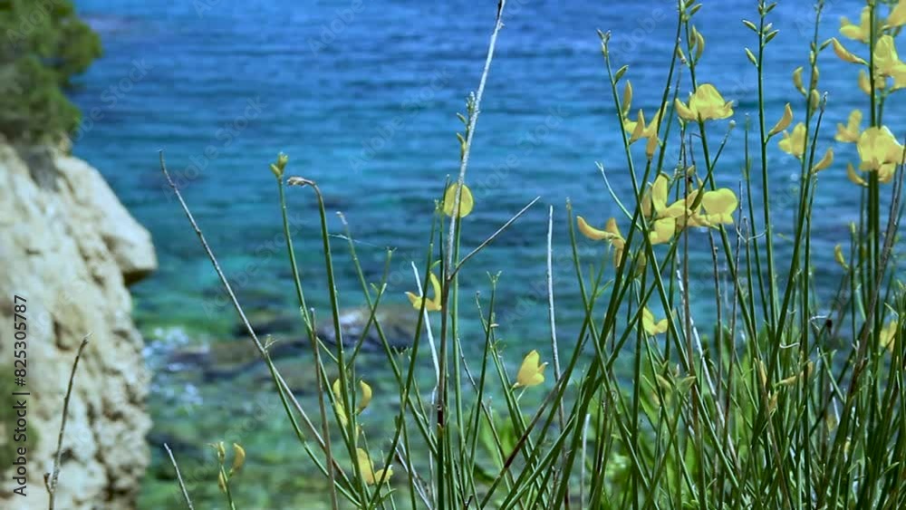 Close-up of a Retama bush with the Mediterranean Sea in the background near the S'Alguer cove. Palamos, Costa Brava, Catalonia, Spain. Close-up of a Retama bush with the Mediterranean Sea in the background near the S'Alguer cove. Palamos, Costa Brava, Catalonia, Spain.