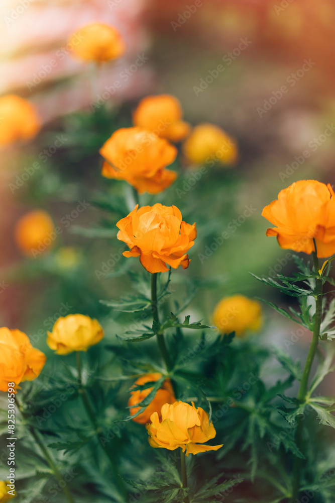 Blooming bushes trollius asiaticus of orange flowers. Blooming bushes trollius asiaticus of orange flowers.