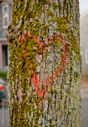 Painted Red Heart on Tree Trunk