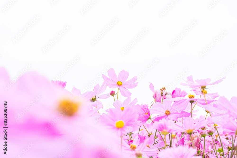 Beautiful cosmos flowers blooming in garden,Scenic cosmos flower field landscape at sunset,pink cosmos flower blooming in the field,Selective focus. Beautiful cosmos flowers blooming in garden,Scenic cosmos flower field landscape at sunset,pink cosmos flower blooming in the field,Selective focus.