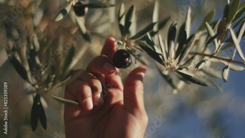 Selective zoom shot of two black olives being picked from the tree.