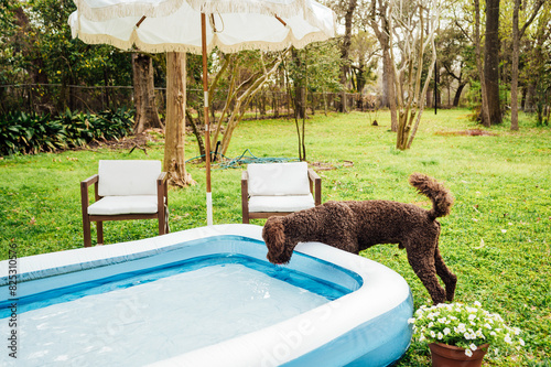 Dogs love the pool too