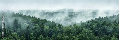 Fog envelops the dense forest, obscuring visibility and giving a mysterious ambiance photo