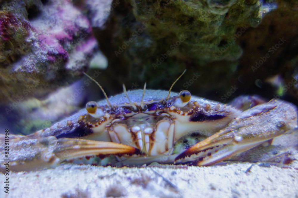 Callinectes sapidus, Blue crab. close up view Callinectes sapidus, Blue crab. close up view