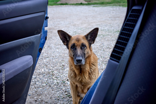 German shepherd waiting by open car door photo