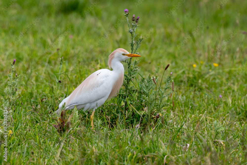 Héron garde boeufs,.Bubulcus ibis, Western Cattle Egret Héron garde boeufs,.Bubulcus ibis, Western Cattle Egret