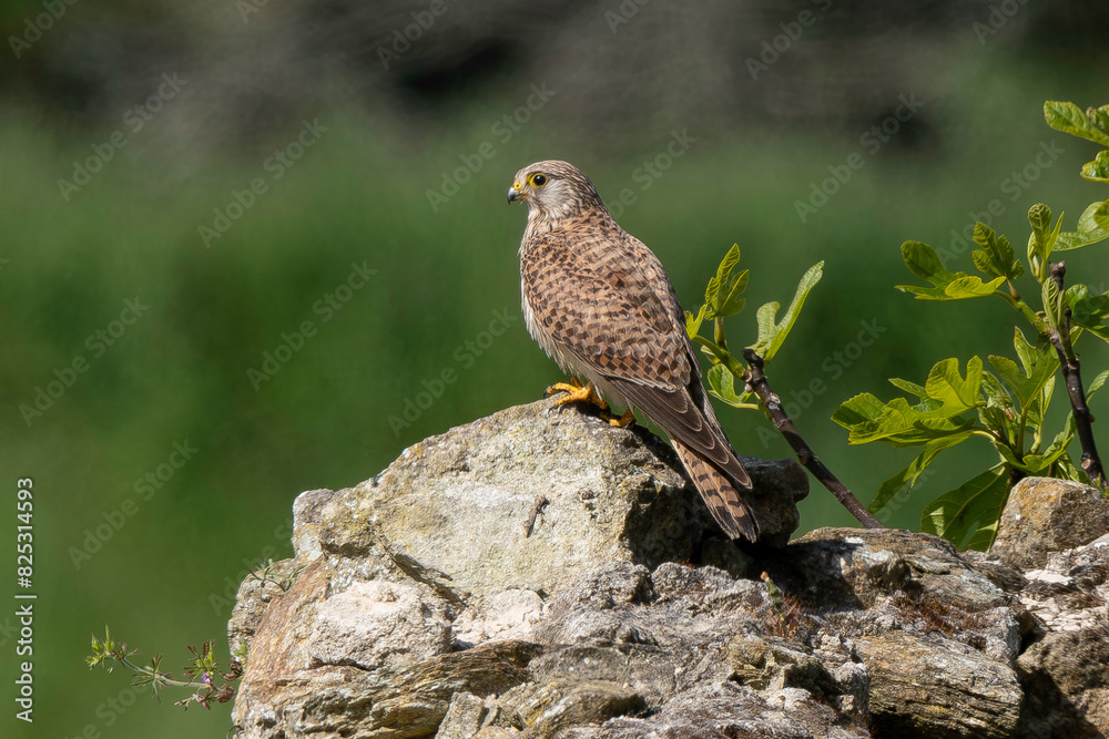 Faucon crécerelle,.Falco tinnunculus, Common Kestrel Faucon crécerelle,.Falco tinnunculus, Common Kestrel