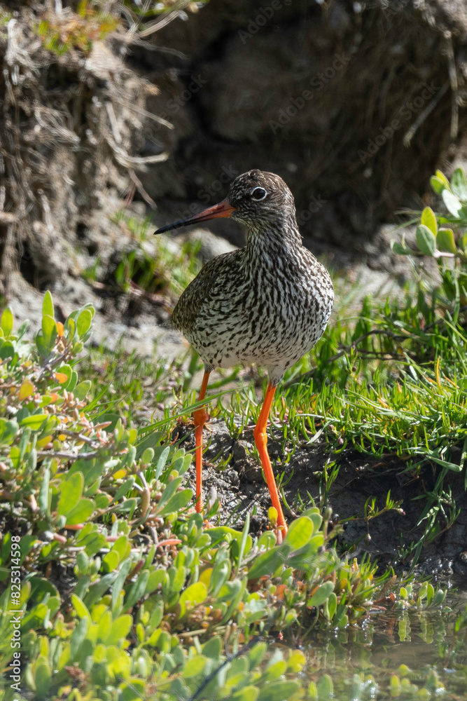 Chevalier gambette,.Tringa totanus, Common Redshank Chevalier gambette,.Tringa totanus, Common Redshank