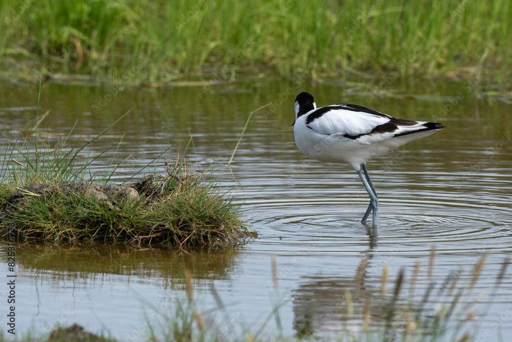 Avocette élégante, nid, oeuf, Recurvirostra avosetta, Pied Avocet Avocette élégante, nid, oeuf, Recurvirostra avosetta, Pied Avocet