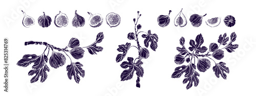Figs grunge texture collection. Art drawn imprint