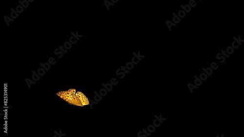 Orange Flying Butterfly. 3D animation of a butterfly argynnis flying in a circle on a transparent background. Looped video 2.
