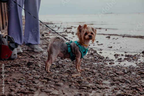 Yorkshire terrier dog on the shore or on the beach