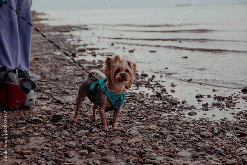 Yorkshire terrier dog on the shore or on the beach