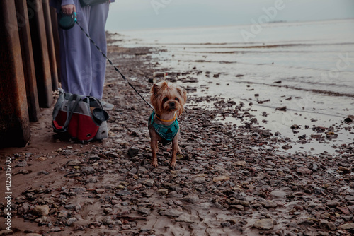 Yorkshire terrier dog on the shore or on the beach