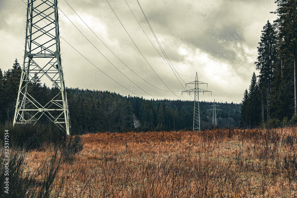 Fototapeta premium power lines in the forest