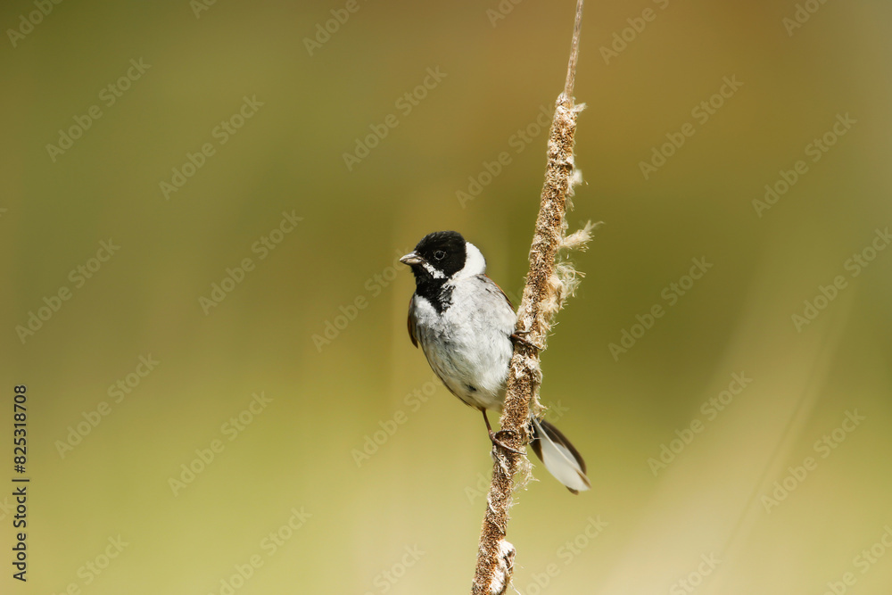 Naklejka premium Common reed bunting perched on a reed