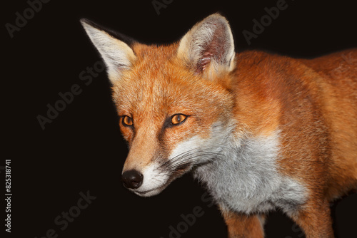Portrait of a red fox against black background