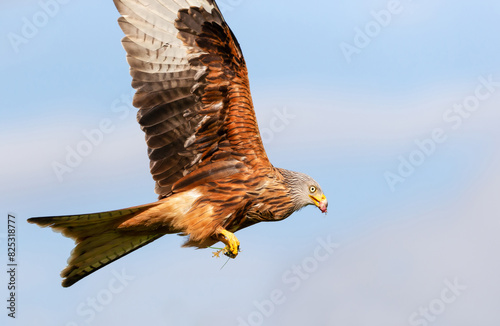 Portrait of a red kite in flight against blue sky