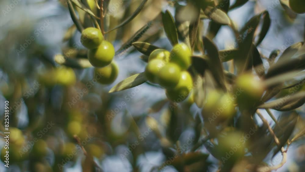 Close-up, low-angle shot of olives on a tree. Close-up, low-angle shot of olives on a tree.