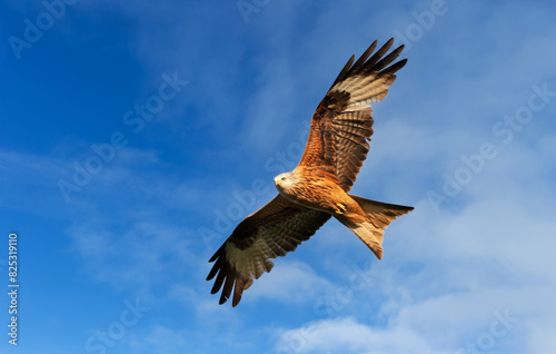 Red kite in flight against blue sky