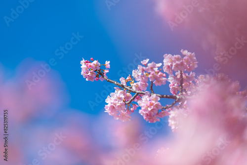 Spring In Pink And Blue photo