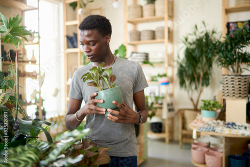 A shop customer browsing for a houseplant photo