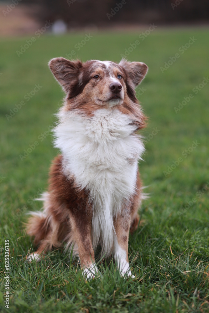 A Miniature Australian Shepherd in red Merle is sitting on the grass A Miniature Australian Shepherd in red Merle is sitting on the grass